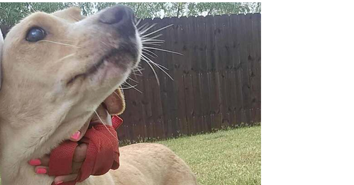 LUCY (TX) - Labrador Retriever available for adoption