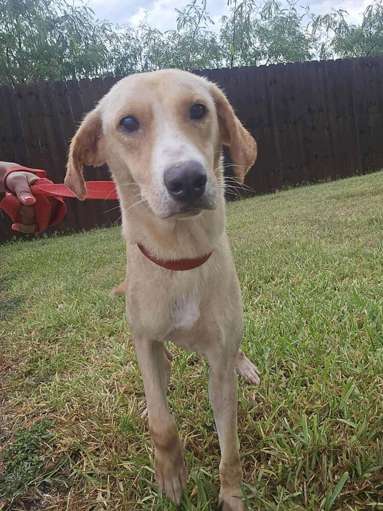 Lucy Tx image 3