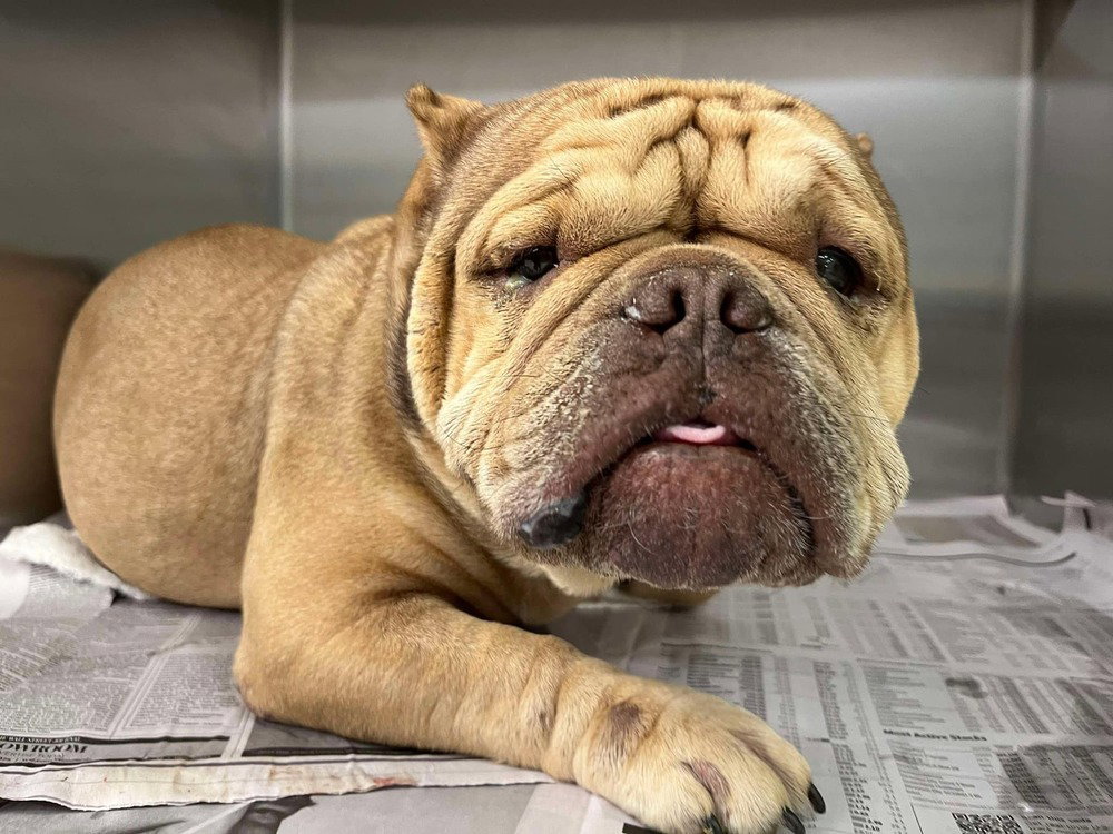 Truffle (GA) Image