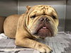 Truffle (GA) - Photo 1