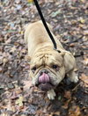 Truffle (GA) - Photo 3