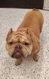 Truffle (GA) - Photo 4