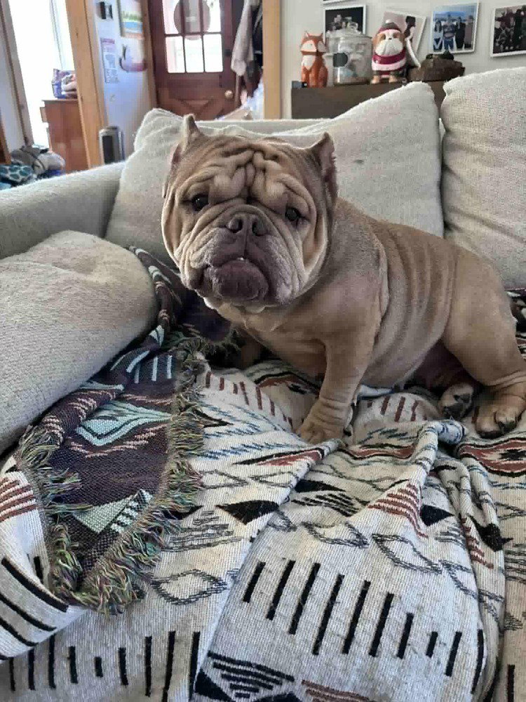 Shar Pei