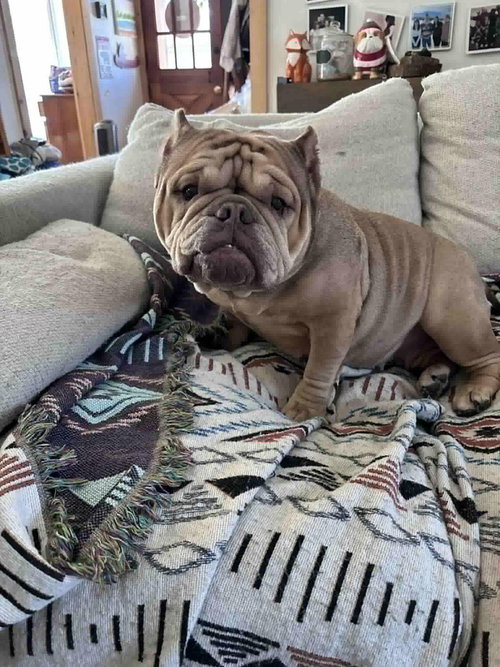 Truffle (GA)