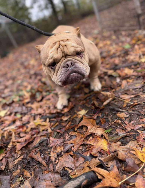 Truffle (GA) — thumbnail 2