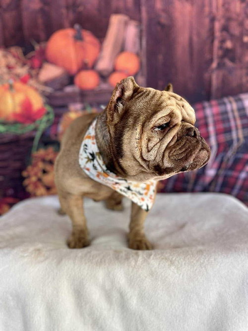 Truffle (GA) — thumbnail 4