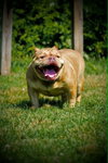 Truffle (GA) - Photo 1