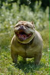 Truffle (GA) - Photo 2