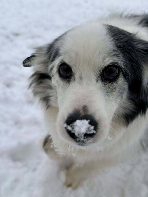 FITZ (GA) - Australian Shepherd available for adoption