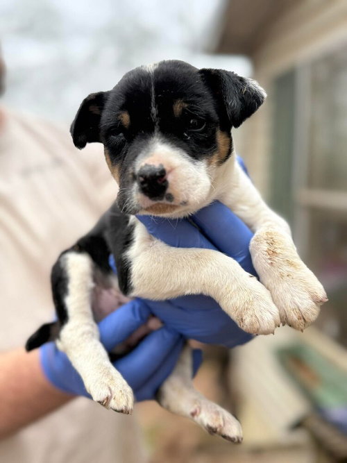 SAINT (AL) - Jack Russell Terrier available for adoption