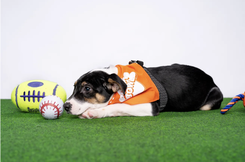 SAINT (AL) - Jack Russell Terrier available for adoption