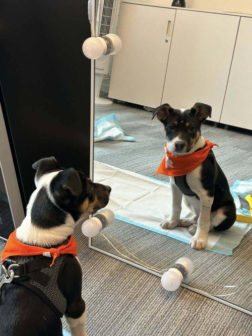 SAINT (AL) - Jack Russell Terrier available for adoption