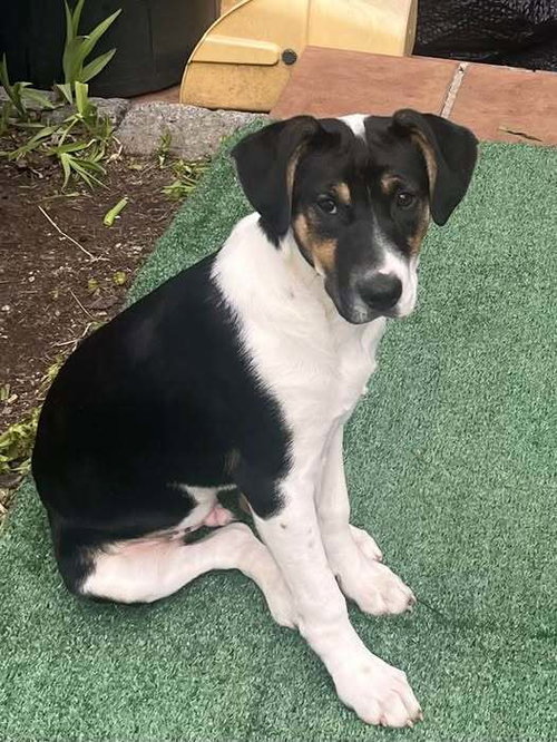 picture of the dog needing adoption