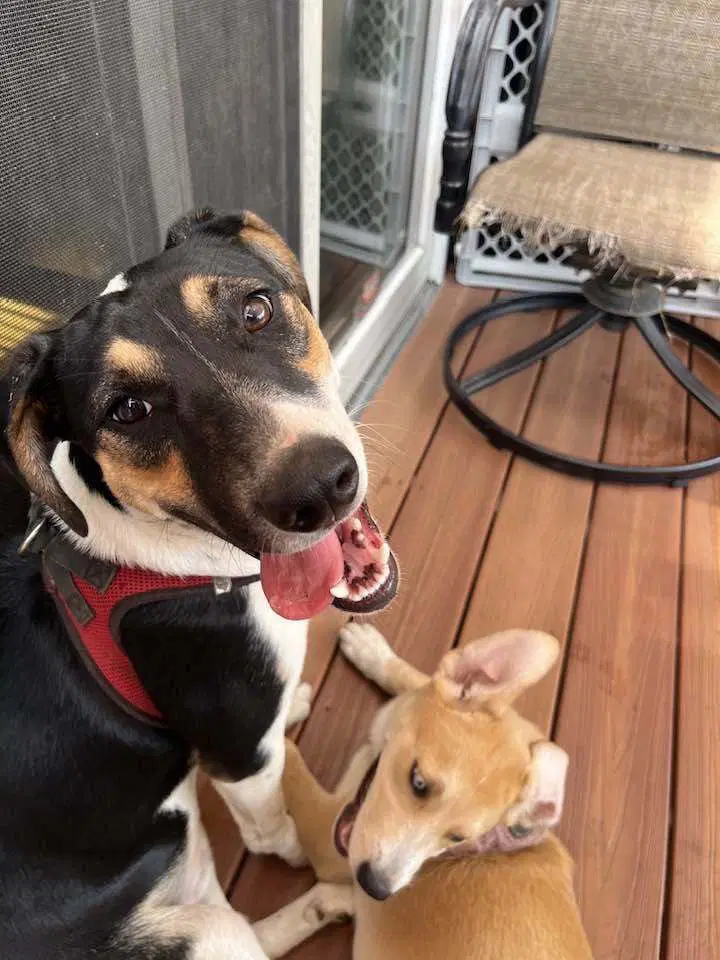 Saint Al - Retriever