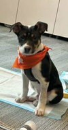 Snoopy (AL) - Photo 1