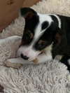 Snoopy (AL) - Photo 2