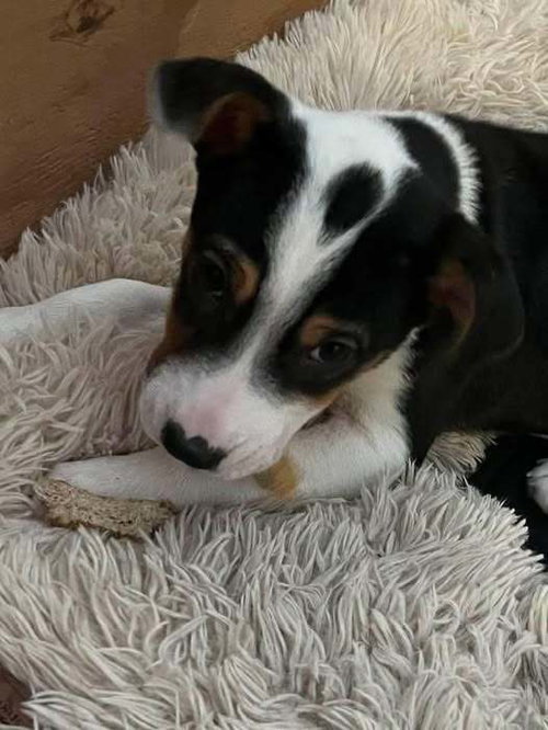 SNOOPY (AL) - Jack Russell Terrier available for adoption