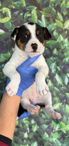 Snoopy (AL) - Photo 3