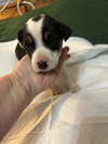 Snoopy (AL) - Photo 4