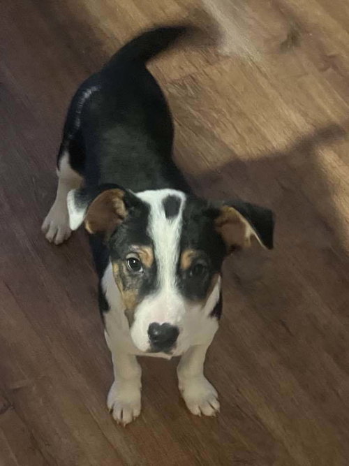 SNOOPY (AL) - Jack Russell Terrier available for adoption