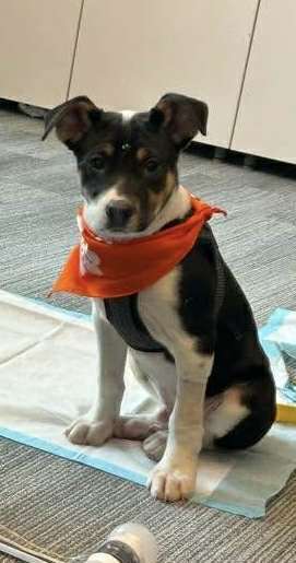 SNOOPY (AL) - Jack Russell Terrier available for adoption