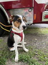 Snoopy (AL) - Photo 1