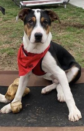 SNOOPY (AL) - Jack Russell Terrier available for adoption