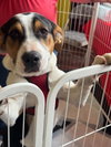 Snoopy (AL) - Photo 3