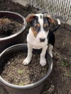 Snoopy (AL) - Photo 4
