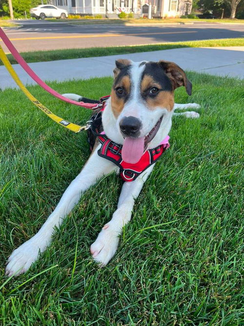 Snoopy (AL), an adoptable Jack Russell Terrier in New York, NY