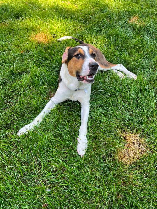 SNOOPY (AL) - Retriever available for adoption