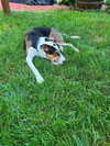 Snoopy (AL) - Photo 3