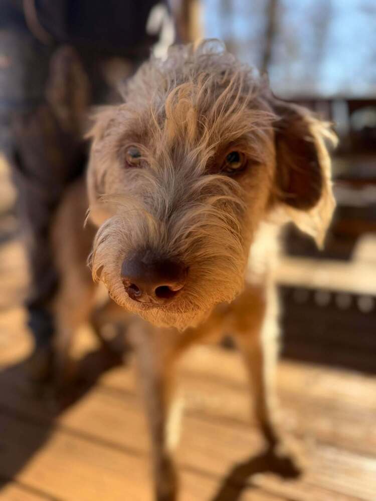 Linus (GA) Image