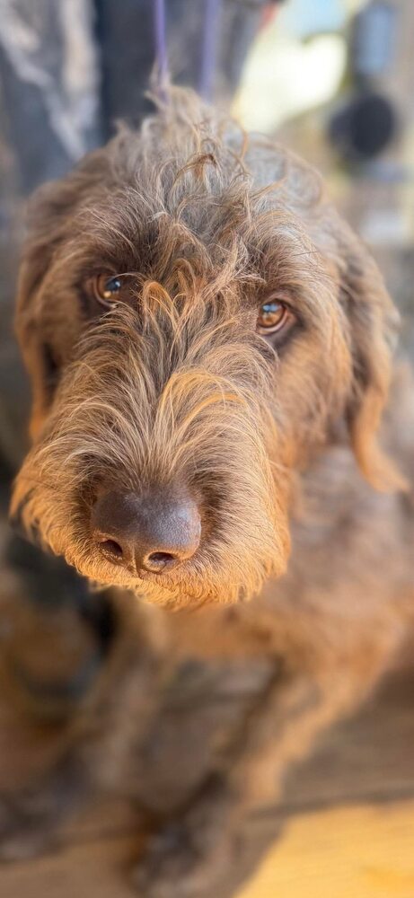 LUCY (GA) - Portuguese Water Dog available for adoption