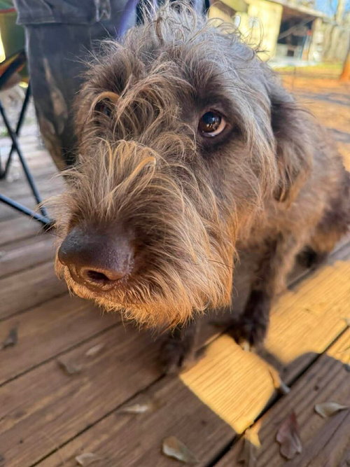 LUCY (GA) - Portuguese Water Dog available for adoption