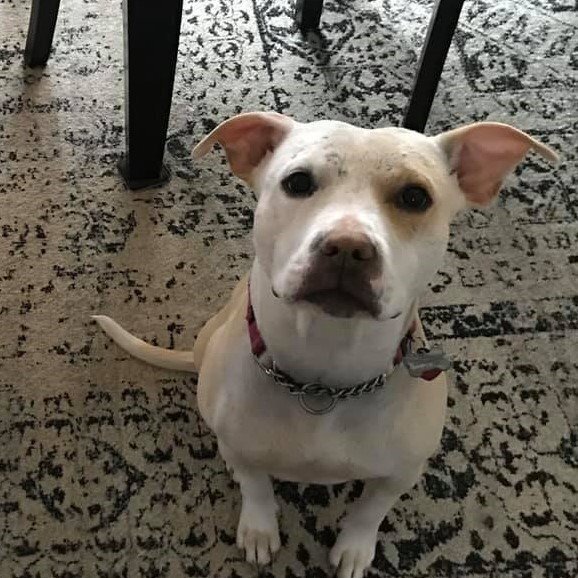 Lulu Tx