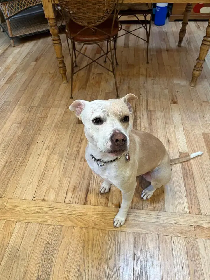 Lulu Tx image 2