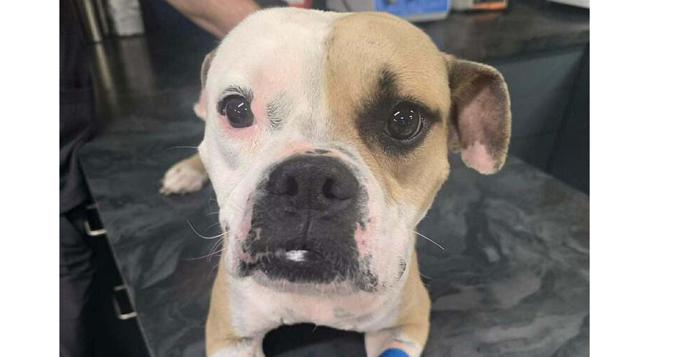 Bulldog