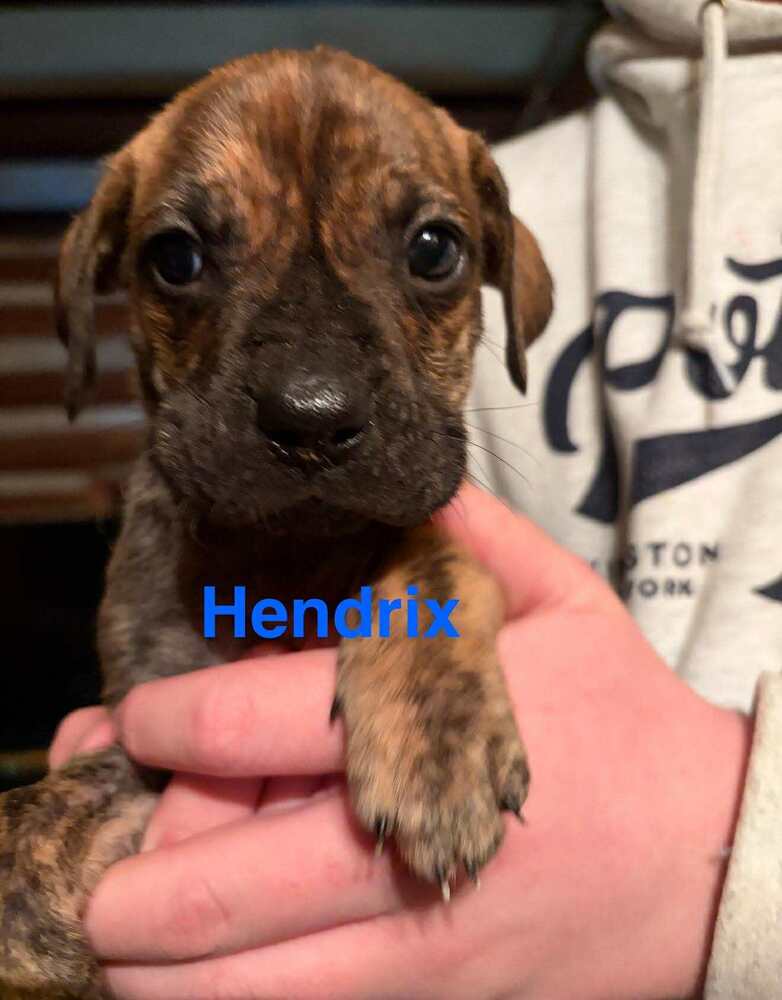 Hendrix (AL) Image