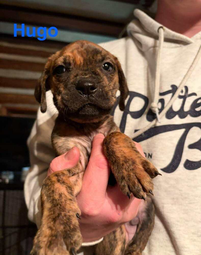 Hugo (AL) Image