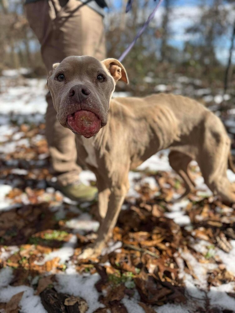 Priscilla (GA) a/k/a Prissy Image