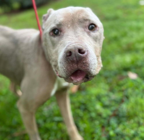 Priscilla (GA) a/k/a Prissy