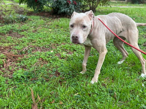 Priscilla (GA) a/k/a Prissy — thumbnail 2