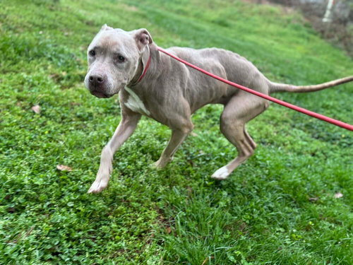 Priscilla (GA) a/k/a Prissy — thumbnail 3