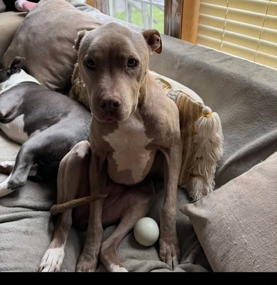 Priscilla (GA) a/k/a Prissy Image