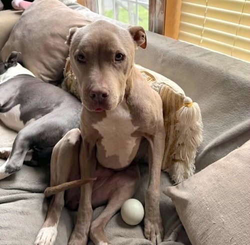 Priscilla (GA) a/k/a Prissy