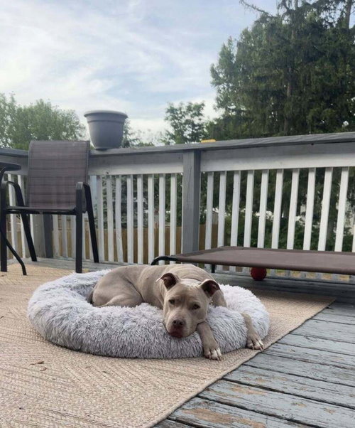 Priscilla (GA) a/k/a Prissy photo 3
