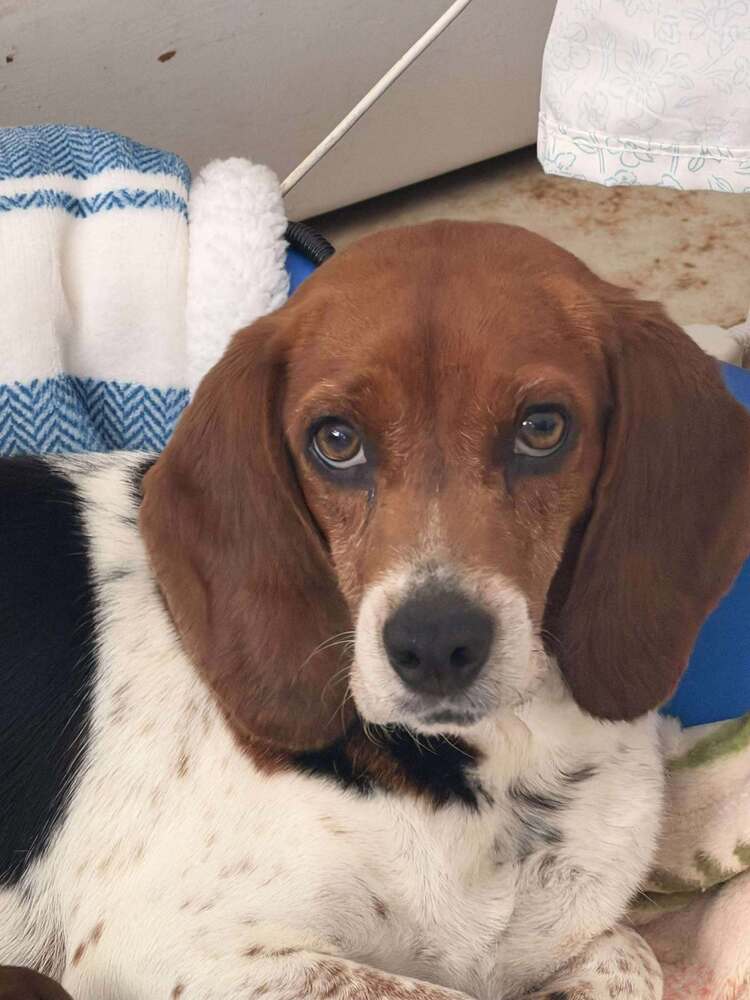 Beagle