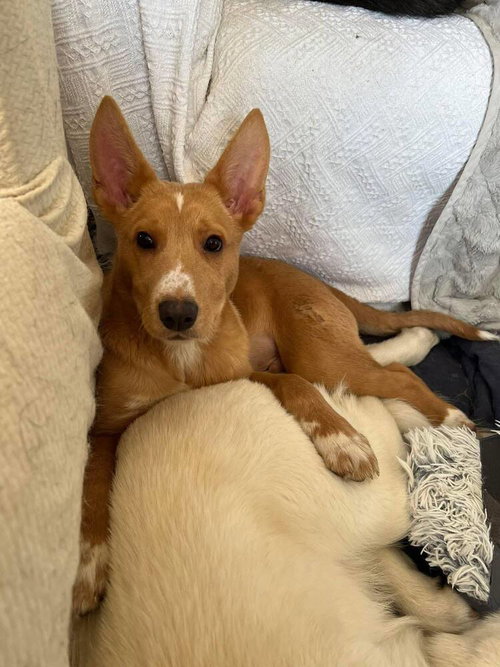 picture of the dog needing adoption