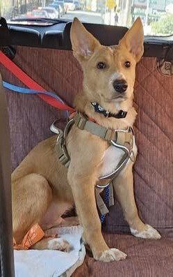 picture of the dog needing adoption